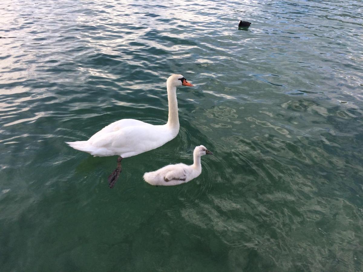 Lac Annecy Plage Privee, Duplex Baie Des Voiles Duingt Eksteriør billede